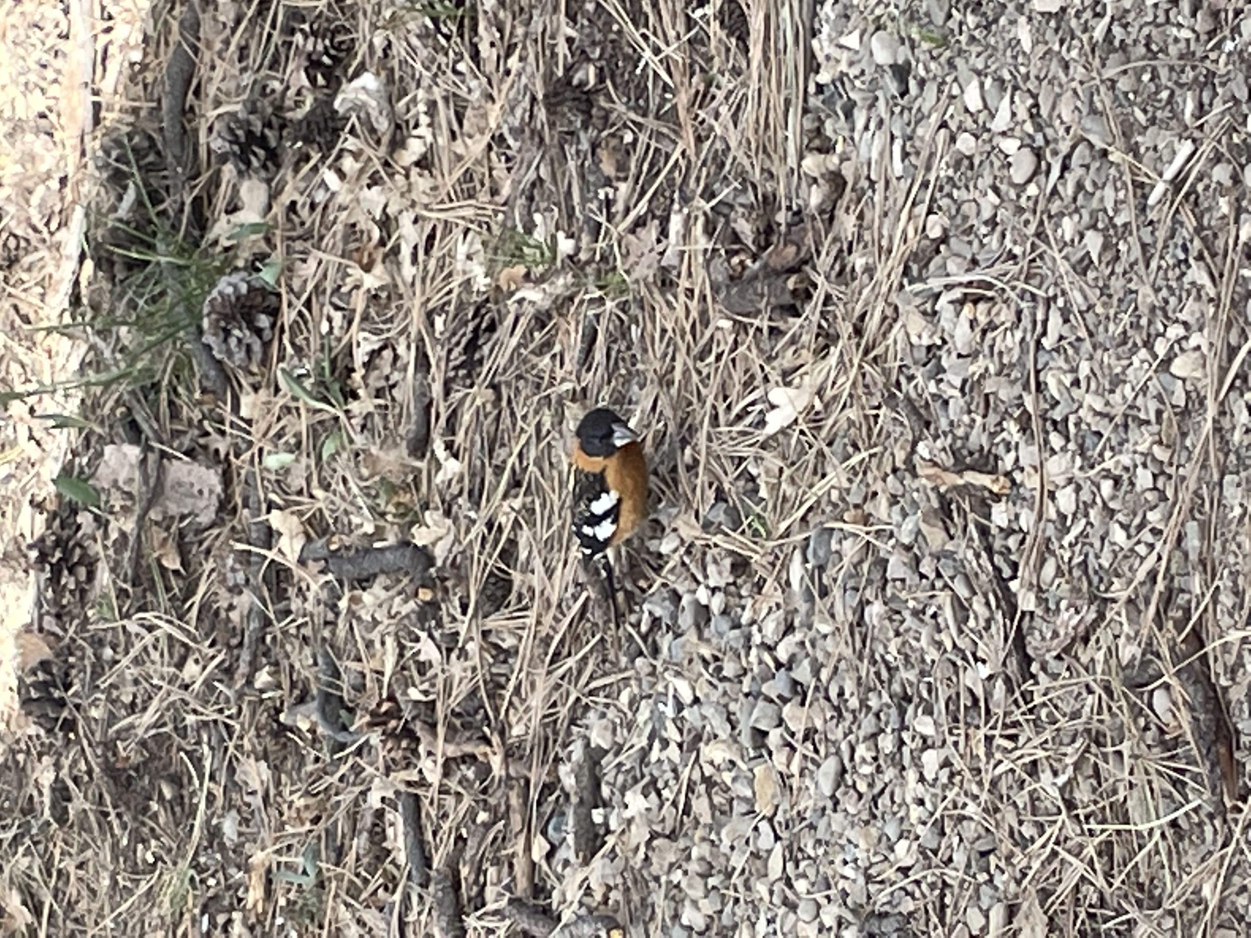 black-headed grosbeak